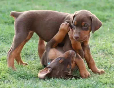 Son 1 Dişi 1 Erkek Doberman Yavrular Kapıda Ödemeli