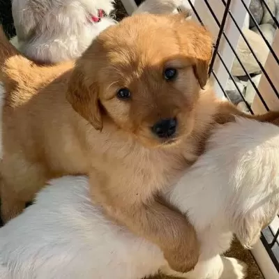 Son 1 Dişi 1 Erkek Golden Yavrular Kapıda Ödemeli