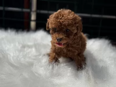 Ankaranın En Seçkin Redbrown Toy Poodle Yavruları