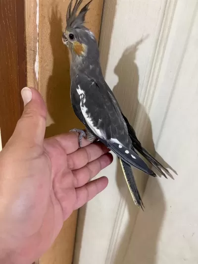 Evlere Maskot 56 Günlük Kusursuz Grey Bebek Sultan