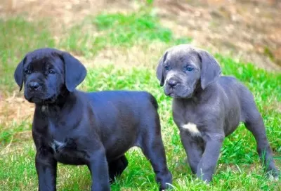 Son 1 Dişi 1 Erkek Cane Corso Yavrular Kapıda Ödemeli