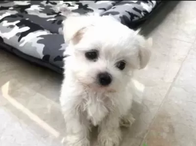A Kalite Maltese Bebeklerimiz