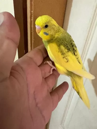 28 Günlük Kusursuz Bebek Muhabbet Kuşu