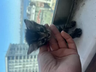 1 Aylık 4 Miniğimize Yuva Arıyoruz