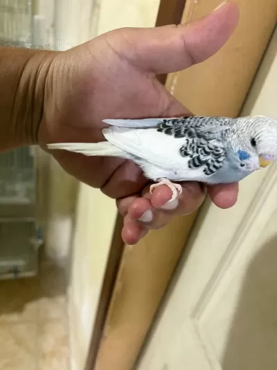 29 Günlük Konuşturmalik Muhabbet Kuşu Bebek