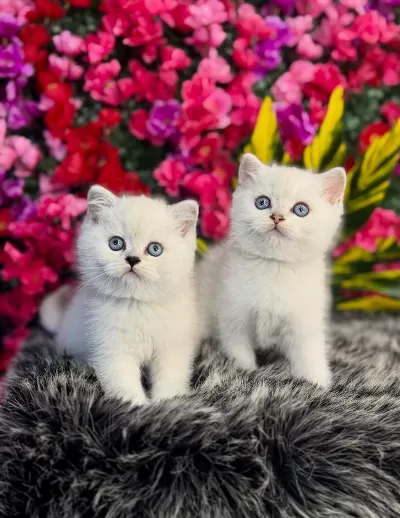 Safkan British Shorthair Yavrular
