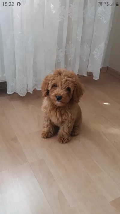 Uygun Vasıflı Safkan Poodle