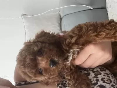 Harika Dişi Toy Poodle