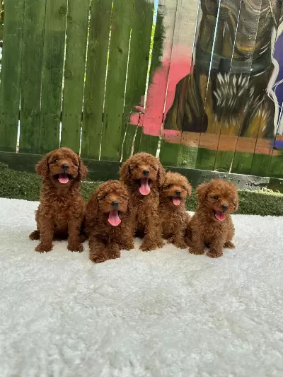 Denizli Merkez Teslime Hazir Poodle Yavrular