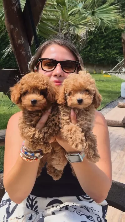 Eğitilebilir Toy Poodle Yavruları İle Evinize Neşe Katın