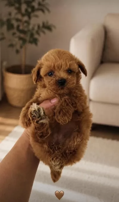 Harika Teddy Face Maltipoo