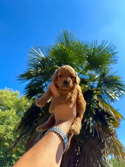 Teddy Face Toypoodle Bebekler İrkın En İyisi