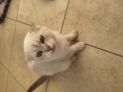 2 Aylık Scottish Fold