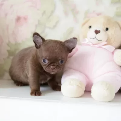 Eşsiz Güzellikte Safkan Chihuahua Yavrularimiz