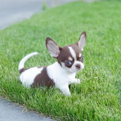 Safkan Mini Chihuahua Yavrularimiz
