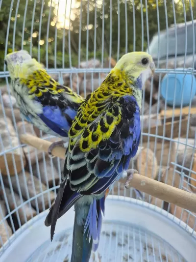 Nadir Renk Erkeği Elegans Rozella Çift