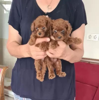 Kore Kan Teacup Poodle Yavrular