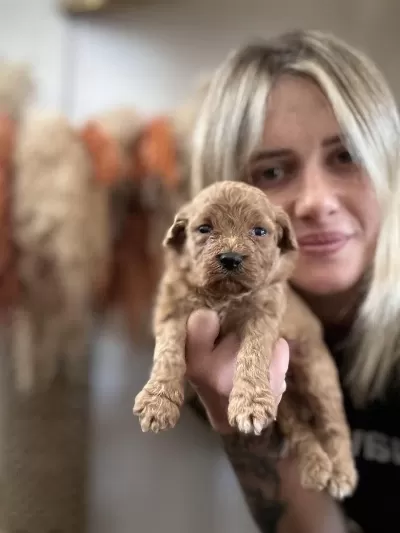 Toy Poodle Yavrularımız
