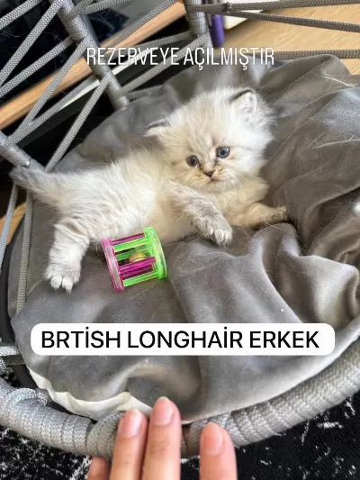 British Longhair Paşam Rezerveye Açilmiştir