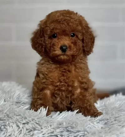 Toy Poodle Köpekleri