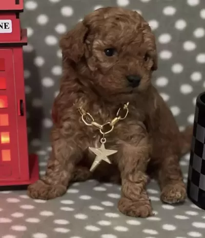 Toy Poodle Köpeğimiz