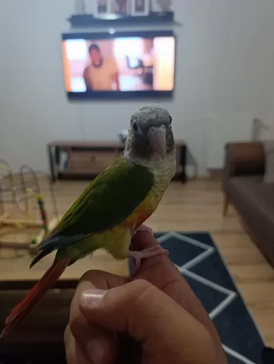 Evcil El Besleme Konur