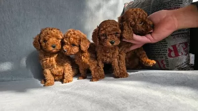 Harika Toy Poodle Bebekler