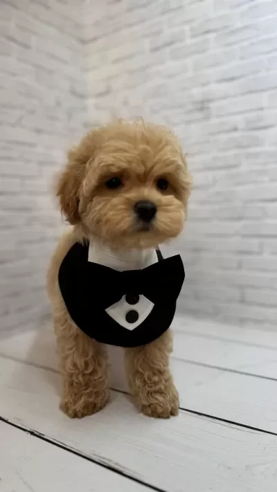 Harika Maltipoo Bebeğimiz