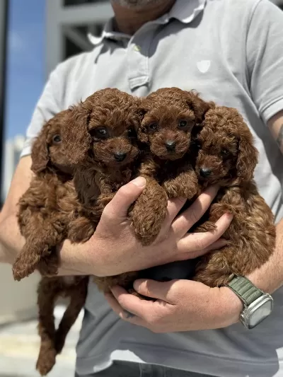 Petmode Köpek Çiftlğinde Ziyarete Açık Kore Toy Poodle