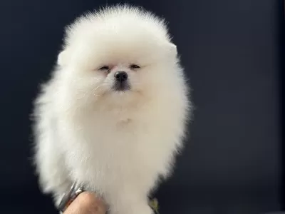 Petmode Köpek Çiftliğinden Pomeranian Yavrular