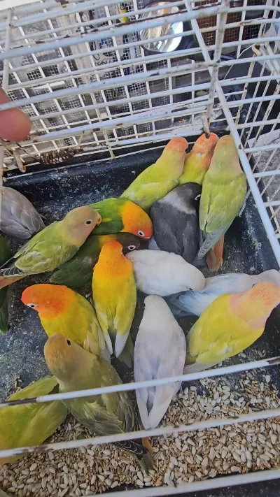 2 Aylik Yavru Bebek Cennet Papaganlari