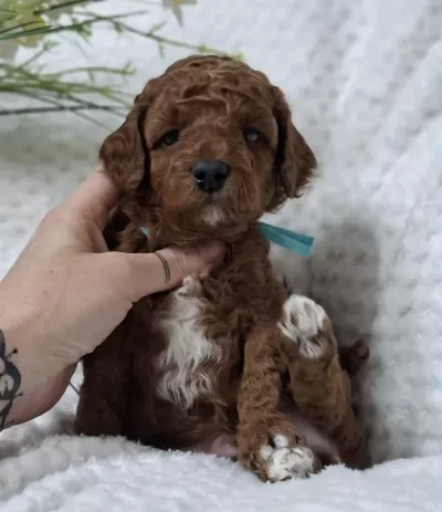 Maltipoo Minik Yavrularimiz