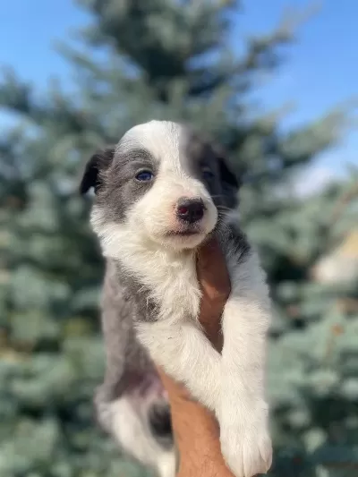 Petmode Köpek Çiftliğinden Borde Collie Yavrular