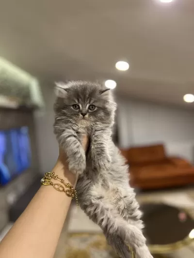 British Longhair Yavrularim