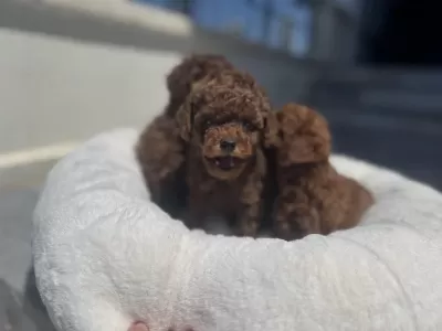 Ankarada Ziyarete Açık Toy Poodle Yavrularımız