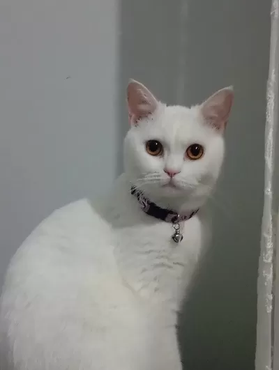 Ücretsiz Sahiplendirme Çok Tatlı Kedimiz
