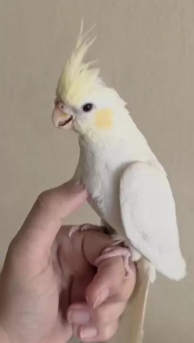 Evcil Yavru Sultan Papağanı