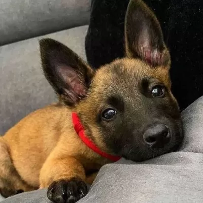 Belçika Malinois Yavrularimiz