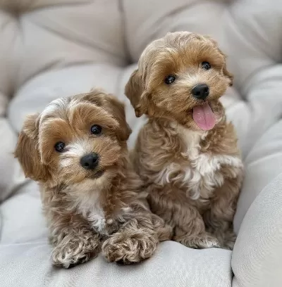 Maltipoo Yavrularımız Tüy Dökmez Koku Yapmaz
