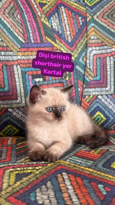 Bal Surat British Bebekler Yeni Yuvaya Gitmeye Hazır