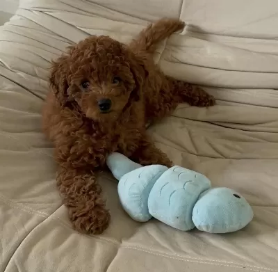 Toy Poodle Köpekleri