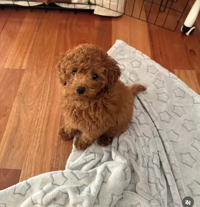 Toy Poodle Cinsi Yavru
