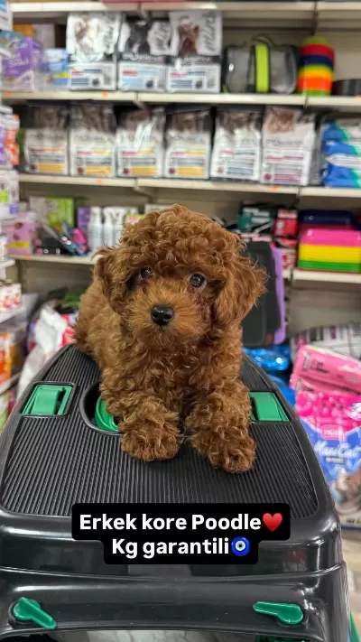 Toy Poodle Kore Yavrumuz Kg Garantili Sıfır Boy