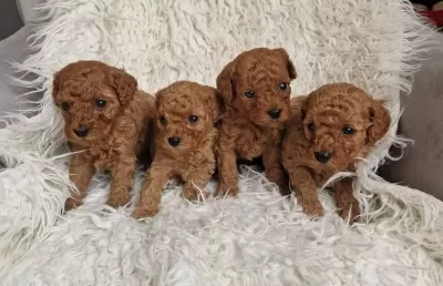Sevimli Toy Poodle Yavrularimiz