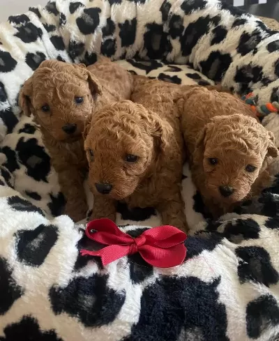 Ruhsatli Köpek Çiftliğinden Toy Poodle Yavrularimiz