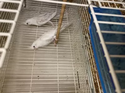 Toplu Takım Albino Lutino Grey Wifi Karışık Sultan Papağanı