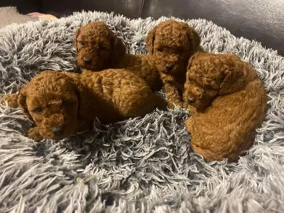 Yasal Köpek Çiftliğinden Toy Poodle