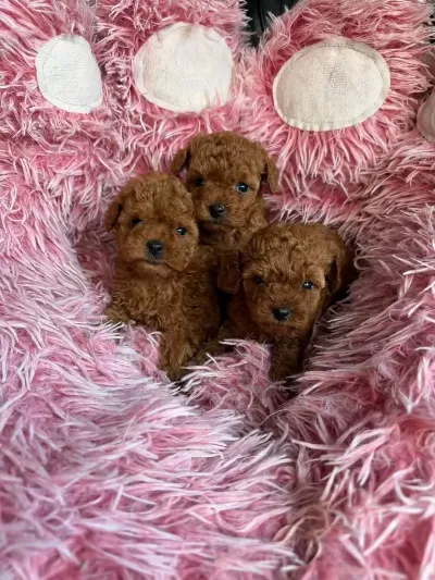 Orjinal Toy Poodle Yavrularimiz