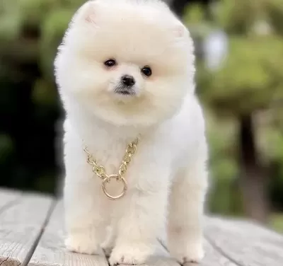 Pomeranian Boo Yavrusu