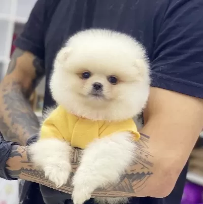 Pomeranian Boo Bakimli Köpekler